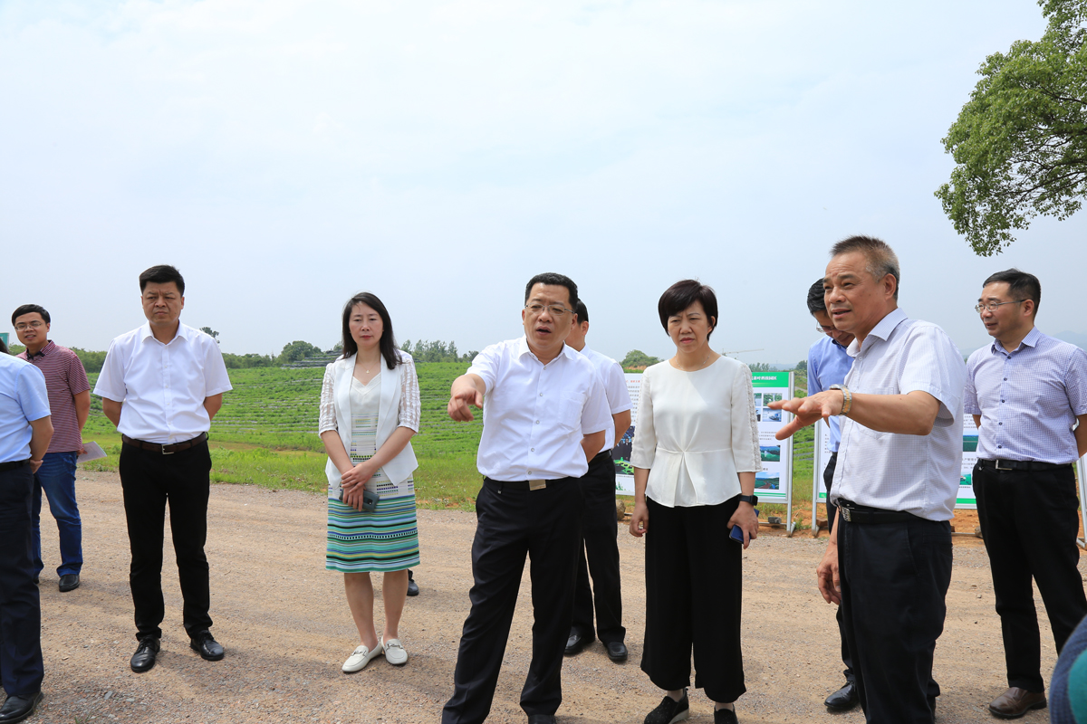 常州市領(lǐng)導(dǎo)到訪(fǎng)茅山茶海.南海調(diào)研農(nóng)業(yè)工作